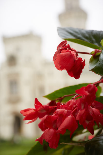 red flowers