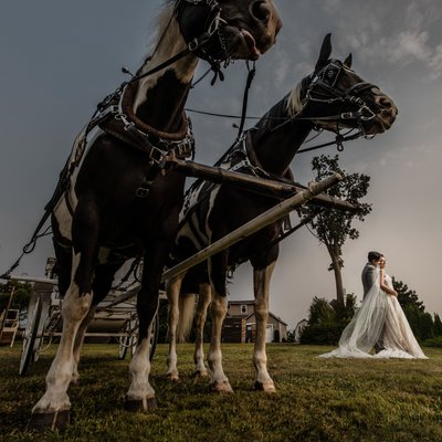 Horse Carriage Wedding Photo