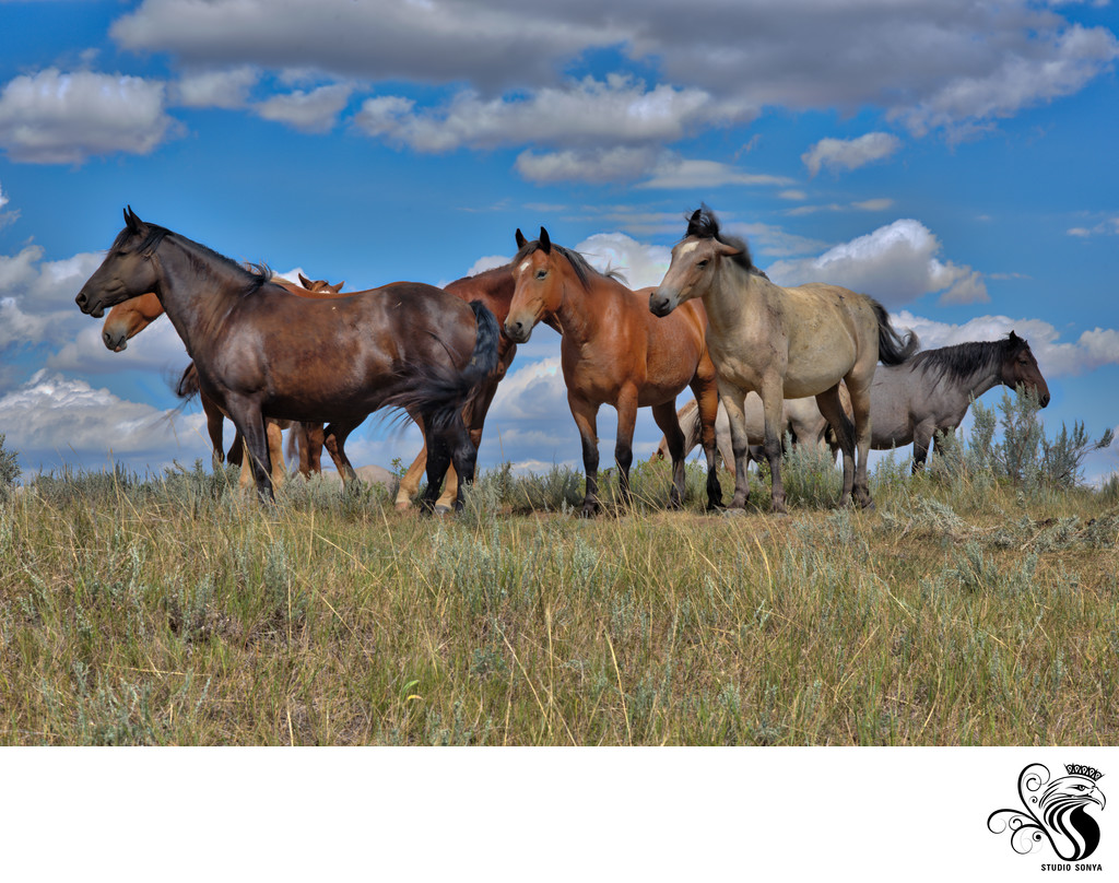 Feral horses in Theodore Roosevelt National Park