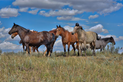 Feral horses in Theodore Roosevelt National Park