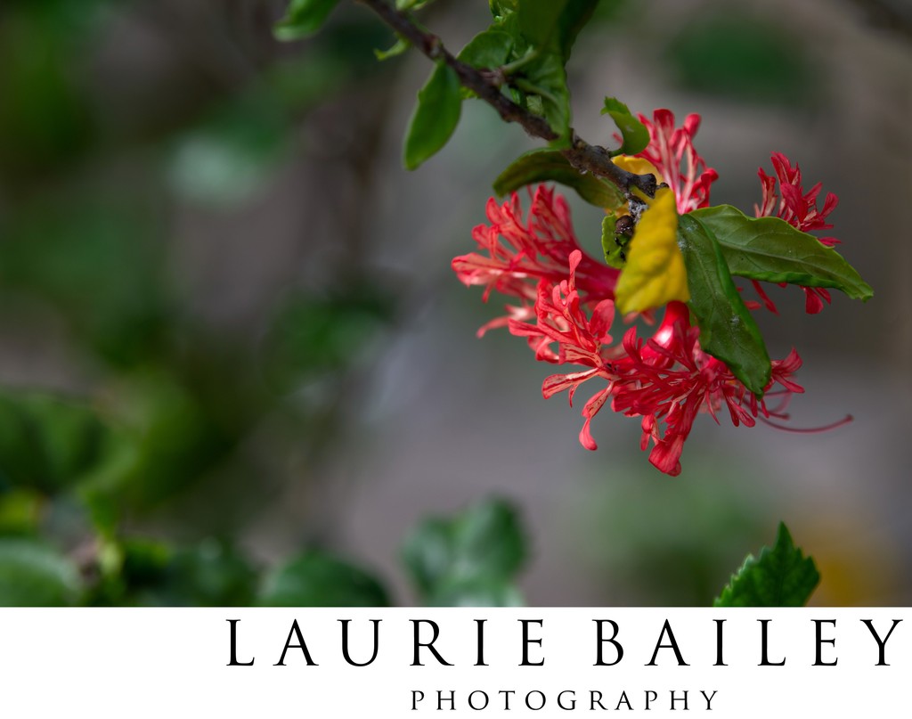 Tropical Flowers of Fiji | Close-Up Island Detail