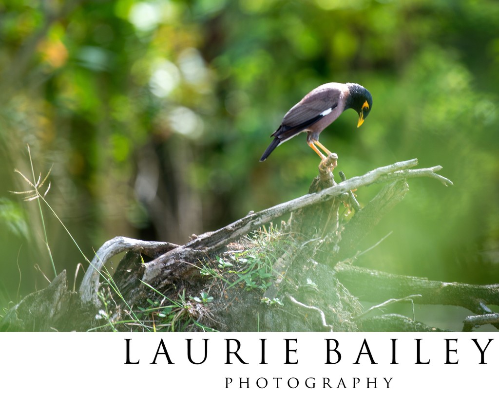 Island Wildlife in Fiji | Bird on Tropical Branches