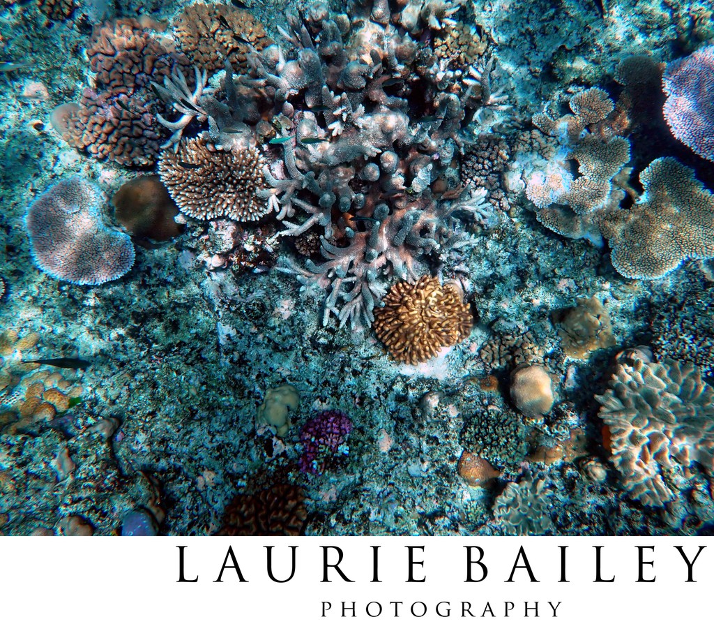 Fiji Reef Photography | Underwater Coral Landscape