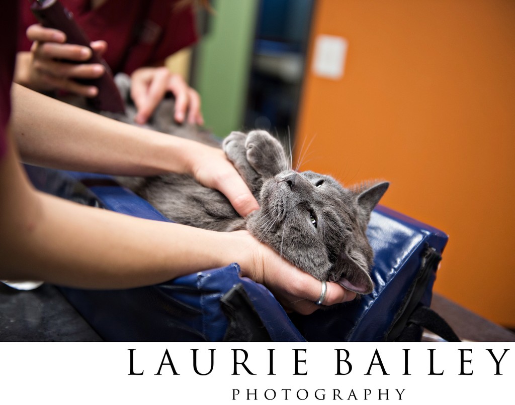 Cat Patient Photo | Santa Barbara Vet