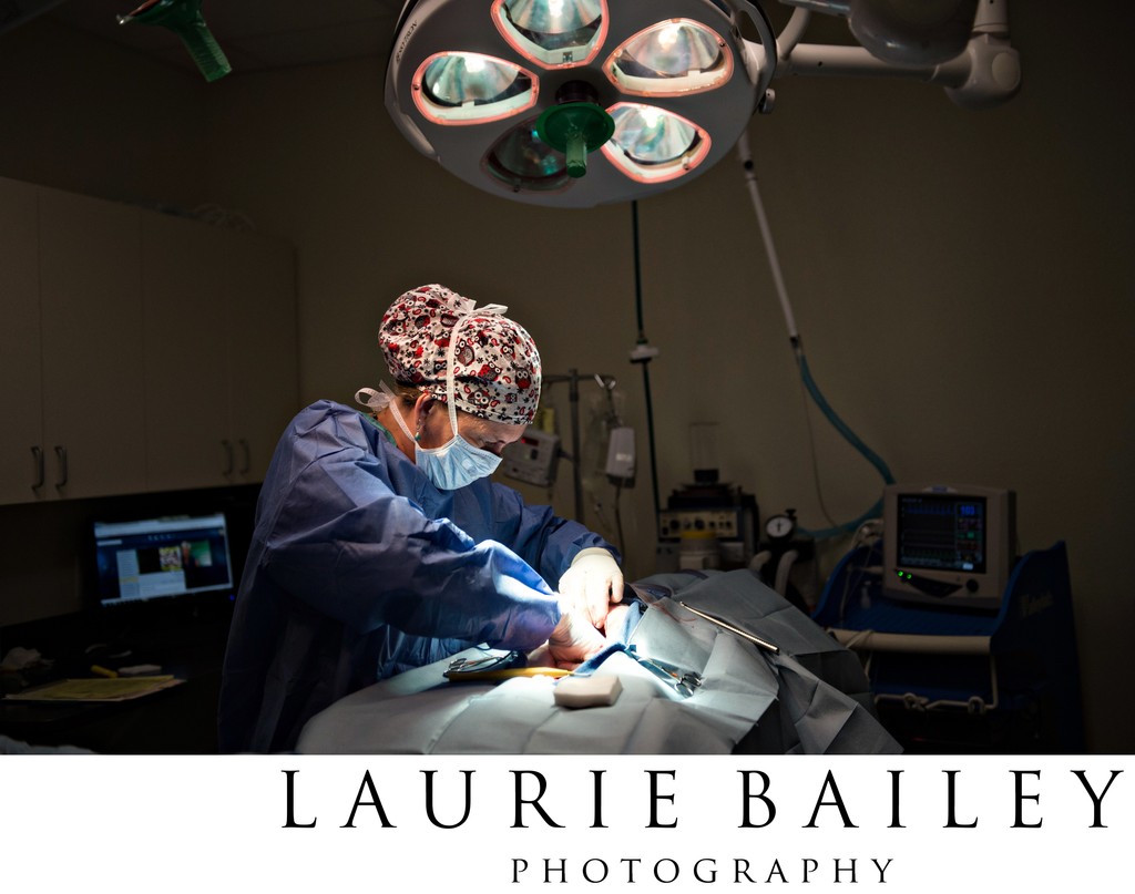 Animal Surgery Photo | AVS Santa Barbara