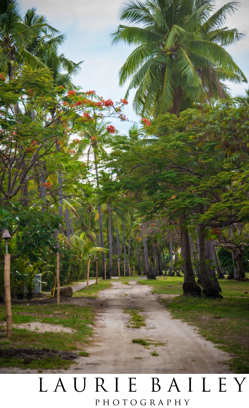 Tropical Road in Fiji | Island Plants and Palm Trees