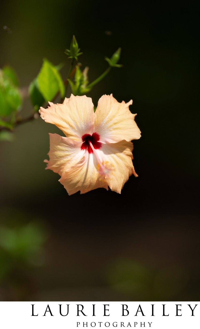 Close-Up Tropical Flower | Island Detail Photography