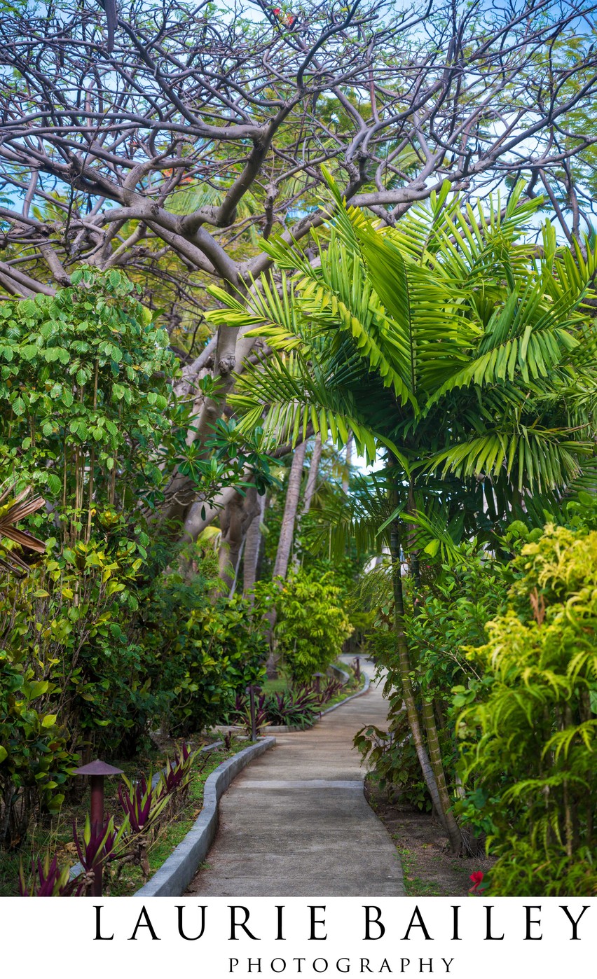 Lush Walkway in Fiji | Tropical Travel Photography