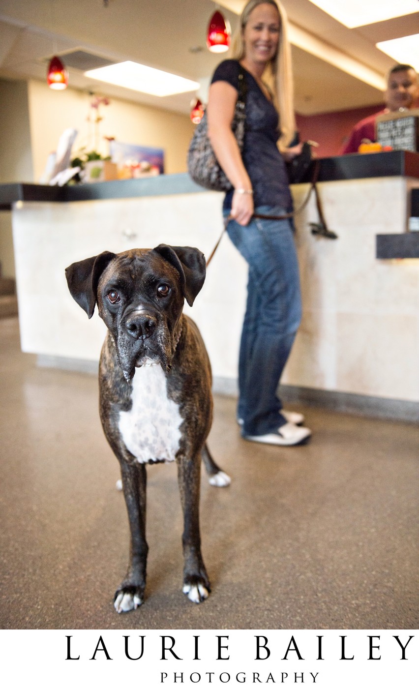 Cute Dog in Clinic | Advanced Veterinary Team