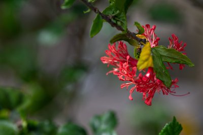 Tropical Flowers of Fiji | Close-Up Island Detail