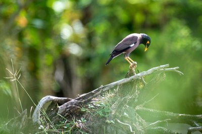 Island Wildlife in Fiji | Bird on Tropical Branches