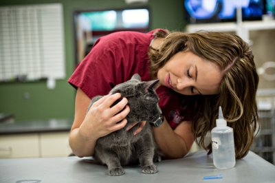 Pet Exam Photo | AVS Santa Barbara Clinic
