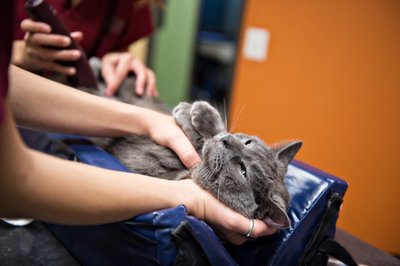 Cat Patient Photo | Santa Barbara Vet