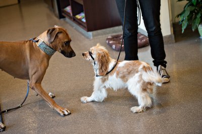 Veterinary Care for Dogs in Santa Barbara