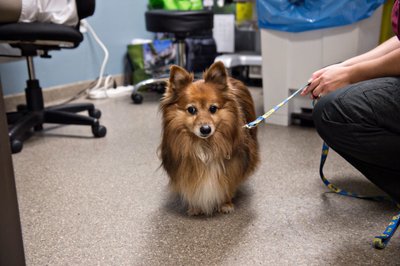 Dog Patient at Advanced Vet Specialists | Santa Barbara