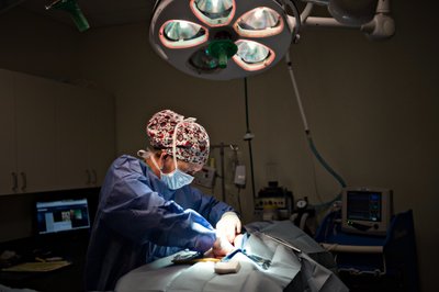 Animal Surgery Photo | AVS Santa Barbara