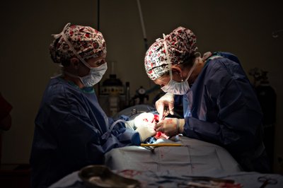 Surgical Team | Advanced Vet Specialists 