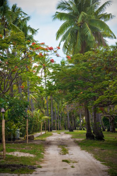 Tropical Road in Fiji | Island Plants and Palm Trees