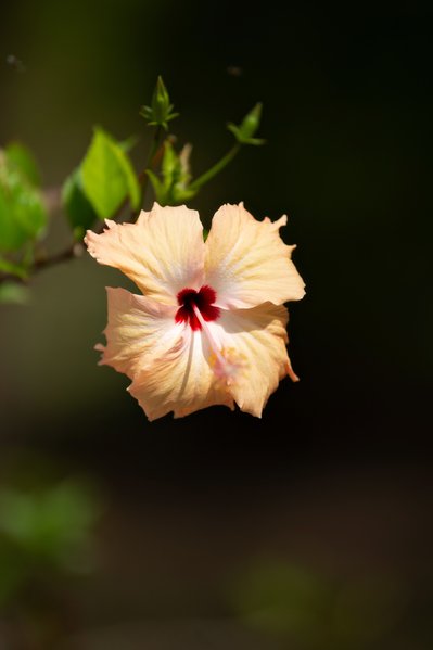 Close-Up Tropical Flower | Island Detail Photography