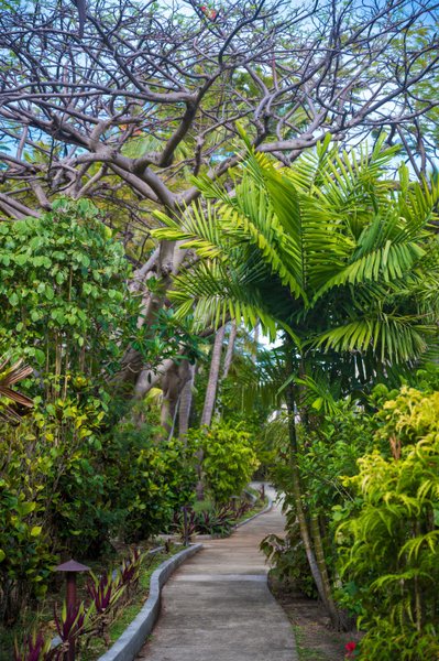 Lush Walkway in Fiji | Tropical Travel Photography