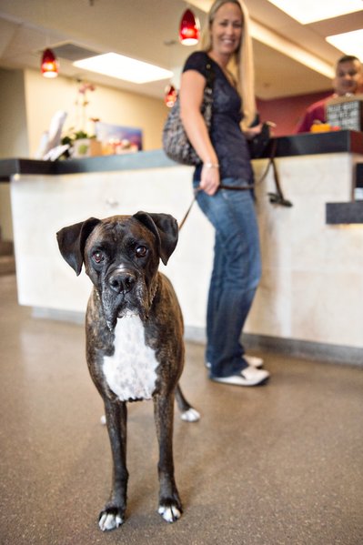 Cute Dog in Clinic | Advanced Veterinary Team