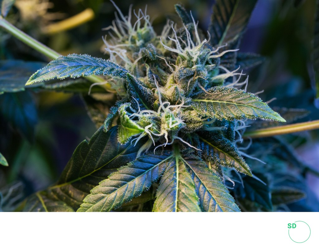 Image of a cannabis plant Sacramento CA