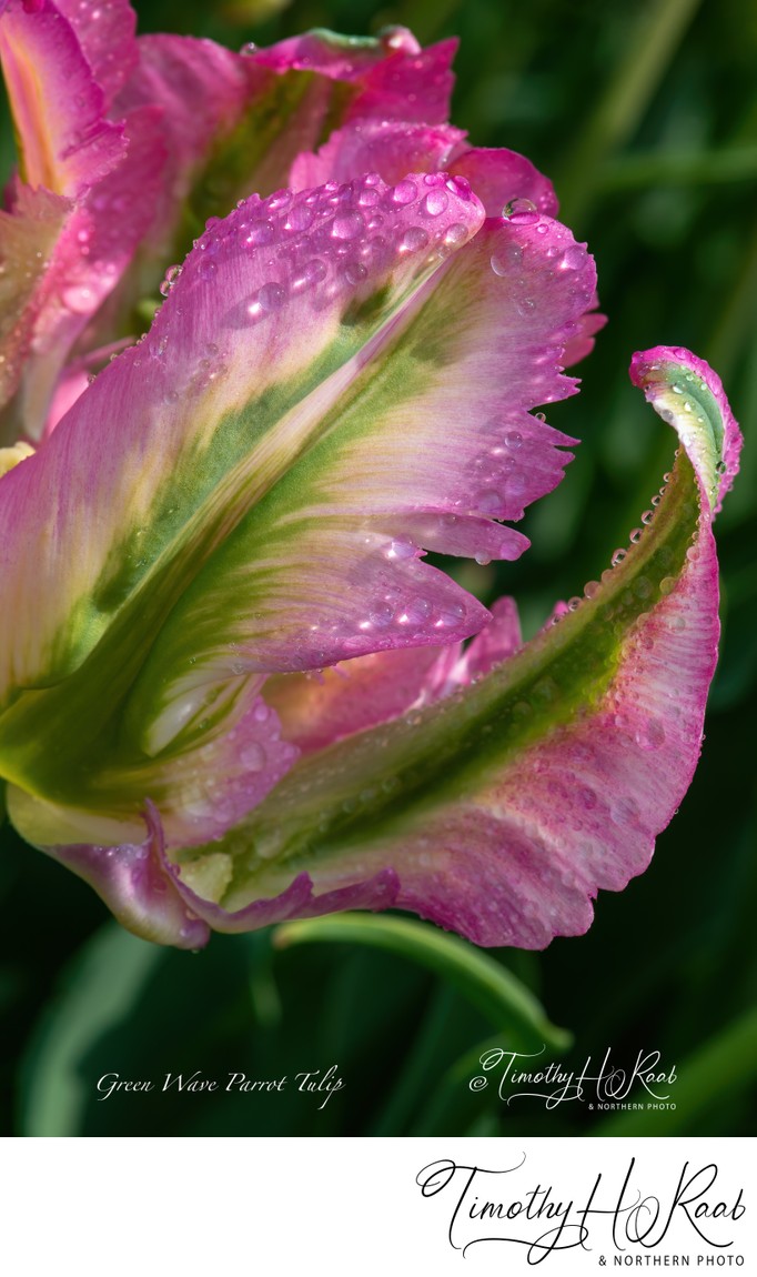 TULIP FESTIVAL 2023, Albany, New York