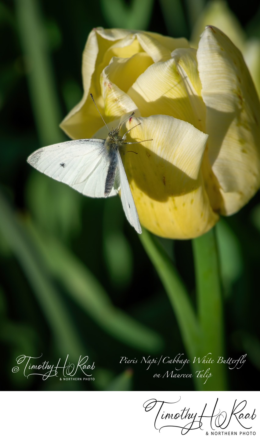 Pieris Napi / Cabbage White Butterfly