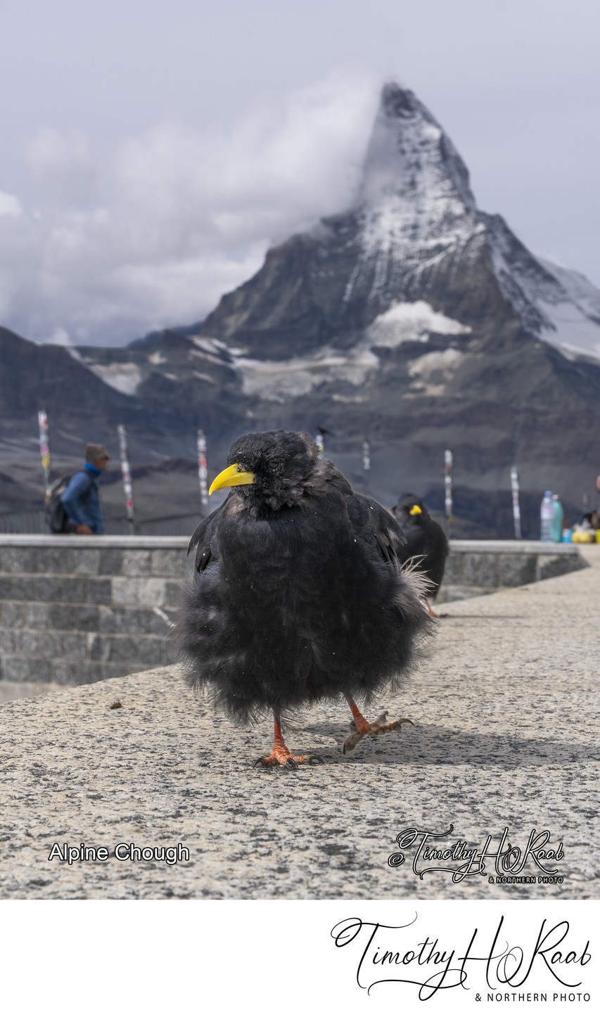 Alpine Chough, member of crow family, it may nest at a higher altitude than any other bird.