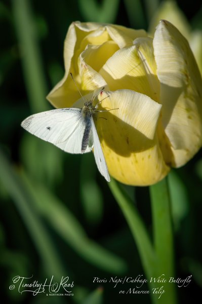 Pieris Napi / Cabbage White Butterfly