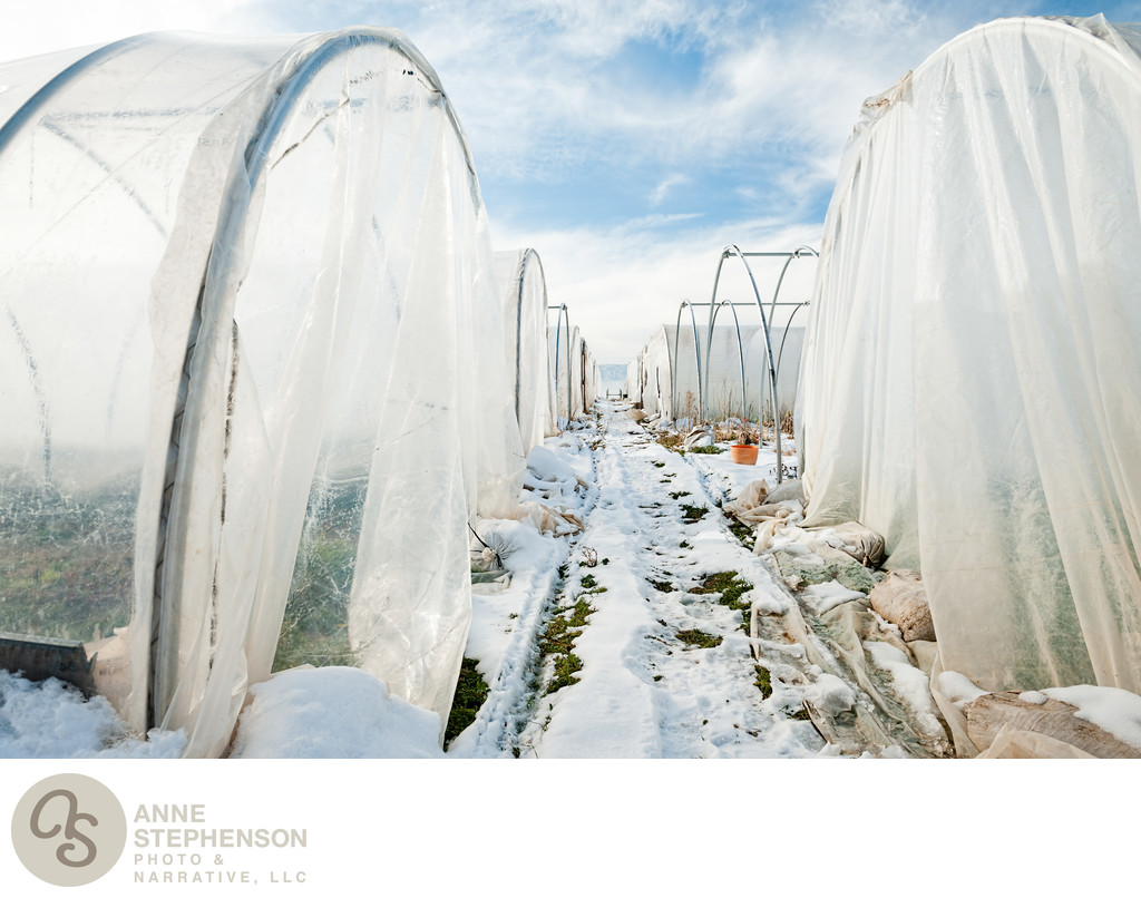 Winter Farm Scene with Plastic-Covered High Tunnels