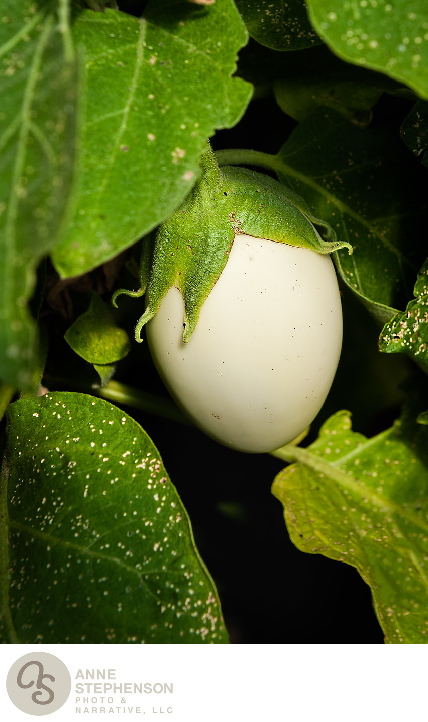 White Eggplant