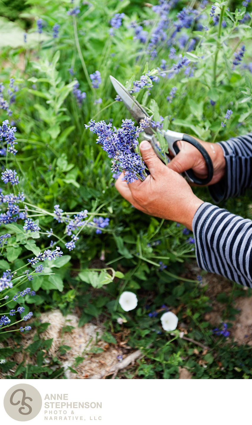 Harvesting lavender by hand.