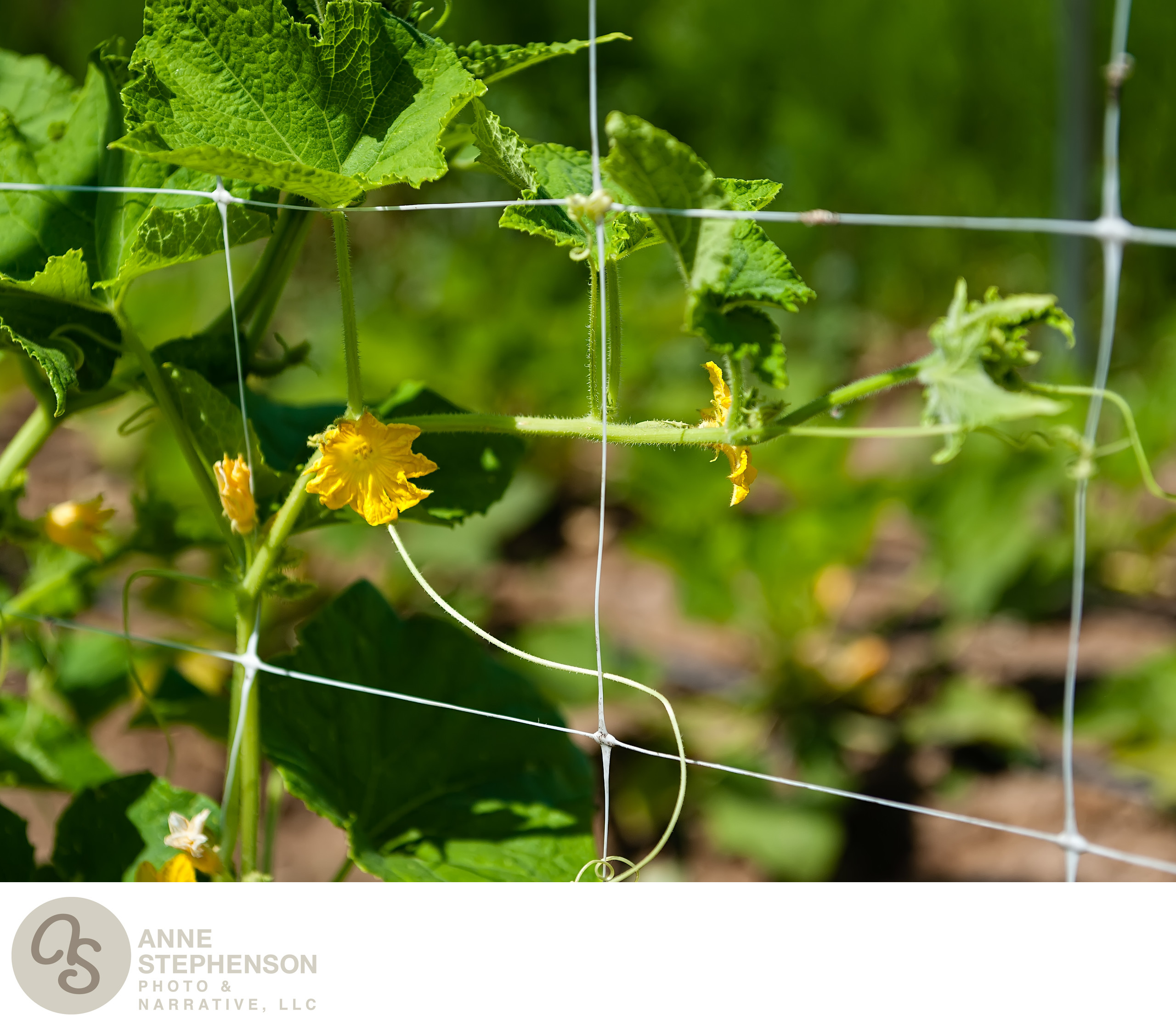 Cucumber Vines Supported on Trellis Denver Food Photographer Anne