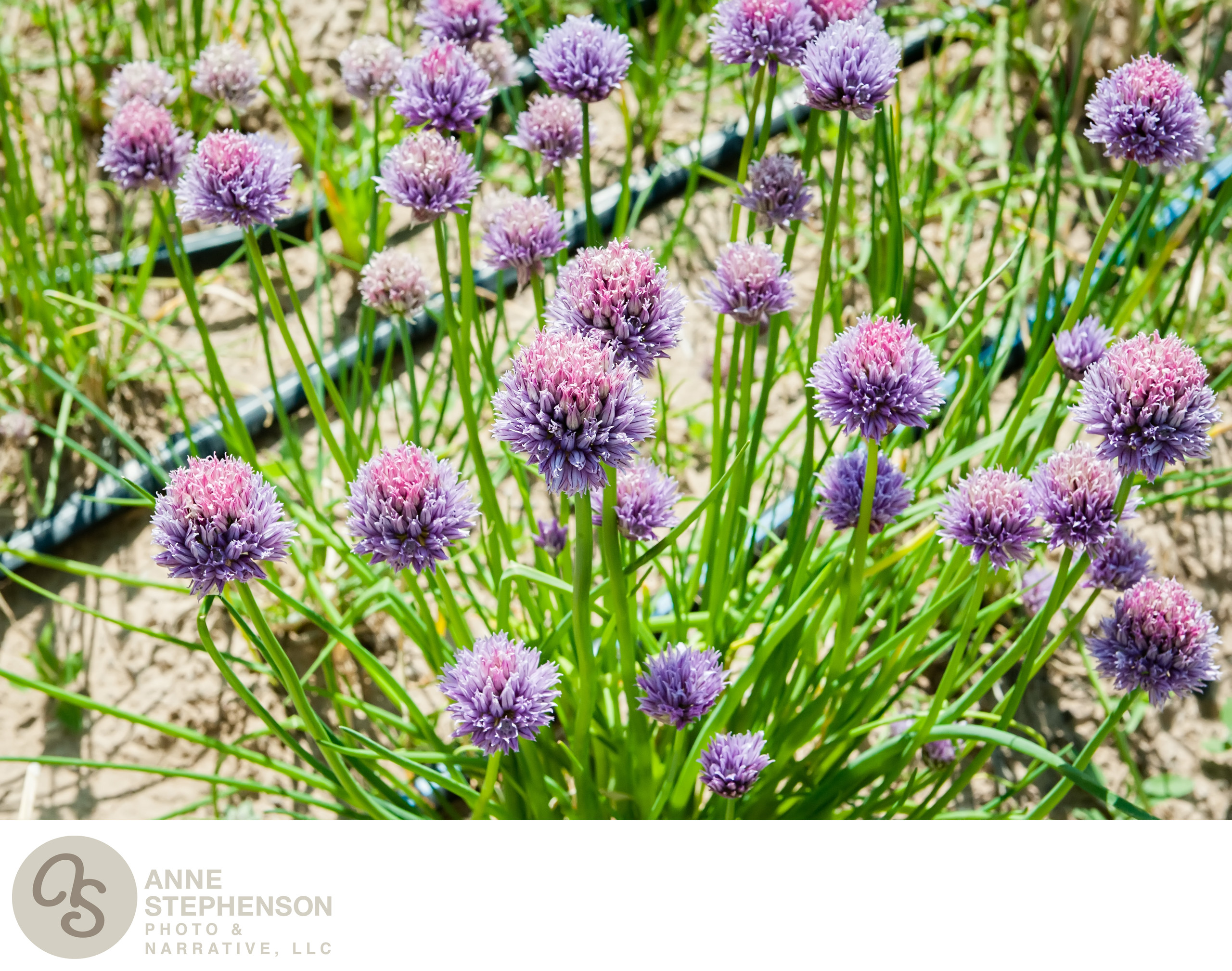 Chives in Bloom Denver Food Photographer Anne Stephenson Anne Stephenson Photo & Narrative LLC