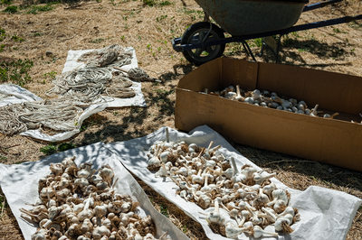 Garlic bulbs drying out in the sunshine.
