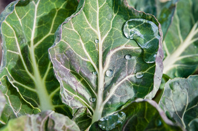 Drops of dew on Brussels sprouts leaves
