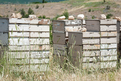 Bee Hives at the Farm for Pollination