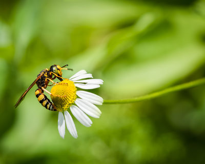 Bee on a daisy