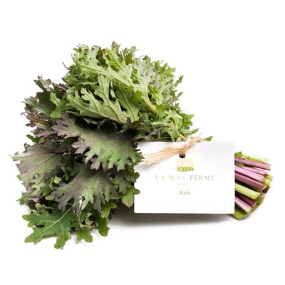 Purple kale bunch on white background