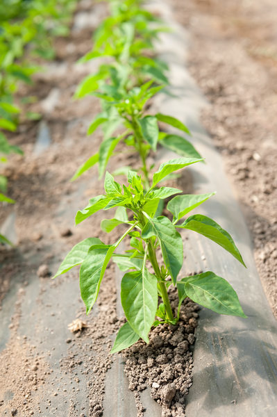 Pepper Plants in a Row