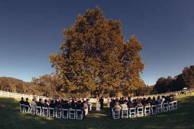 A wedding ceremony under the tree in Wine Country