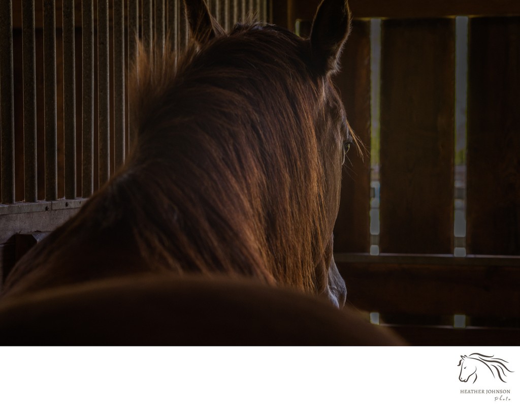 Horse Portraiture -Sewee Stables - Awendaw, South Carolina 