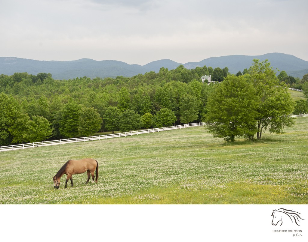 Horse Portrait-landscape-Red Horse Inn - Landrum- South Carolina 