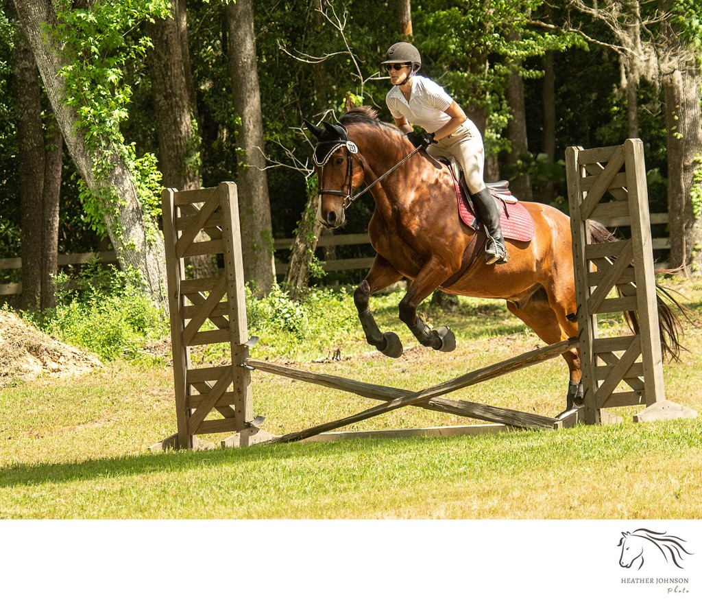 Hunter/Jumper horse portrait - Middleton Equestrian Center - Charleston, SC - Heather Johnson Photo 