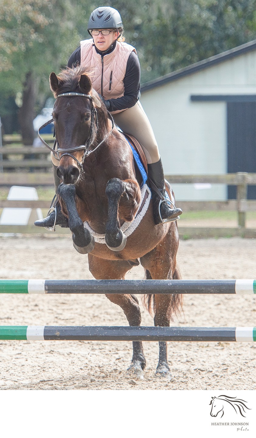 Portrait of a horse - Middleton Equestrian Center - Charleston,SC - Heather Johnson Photo 