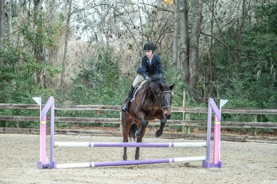 Event horse portrait - Middleton Equestrian Center - Charleston, SC - Heather Johnson Photo 