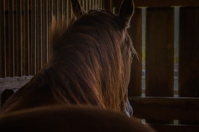 Horse Portraiture -Sewee Stables - Awendaw, South Carolina 