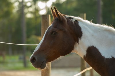 Portrait of a Paint Horse -Two Tales Stables- Ridgeville, South Carolina