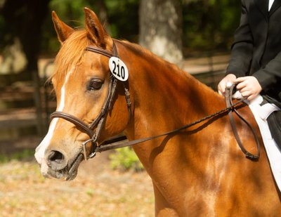 Portrait of a chestnut Arabian Horse - Middleton Place Equestrian Center - Charleston, South Carolina 